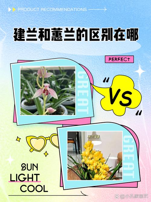 建兰和惠兰的区别,建兰和惠兰哪个香?-第5张图片-优品飞百科 建兰和惠兰的区别,建兰和惠兰哪个香?-第5张图片-优品飞百科