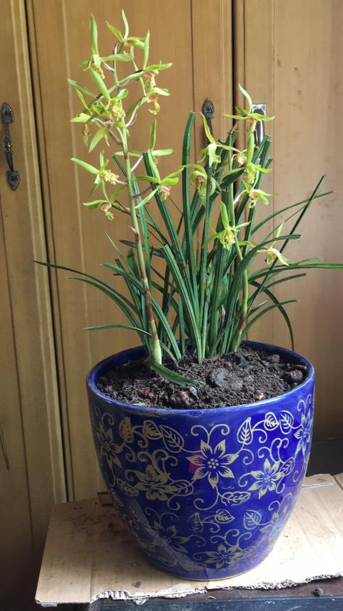 建兰和惠兰的区别,建兰和惠兰哪个香?-第6张图片-优品飞百科 建兰和惠兰的区别,建兰和惠兰哪个香?-第6张图片-优品飞百科