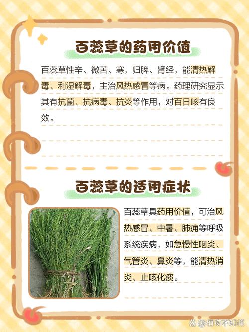 百蕊草的功效与作用？百蕊草的功效与作用本草冈目？-第1张图片-优品飞百科