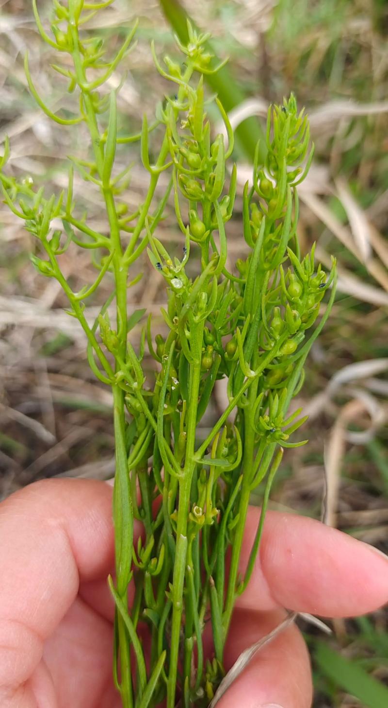 百蕊草的功效与作用？百蕊草的功效与作用本草冈目？-第2张图片-优品飞百科