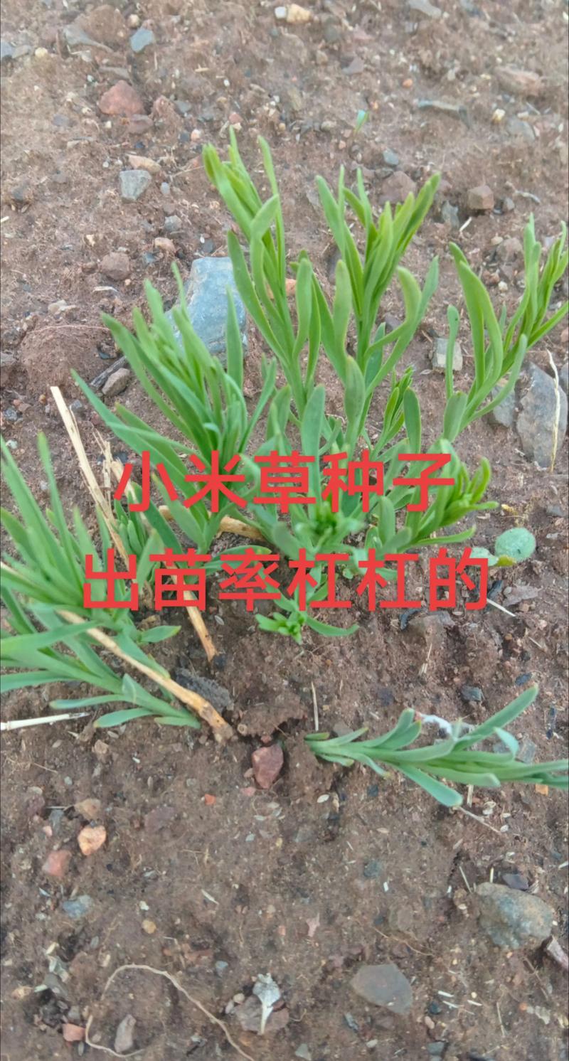 百蕊草的功效与作用？百蕊草的功效与作用本草冈目？-第4张图片-优品飞百科