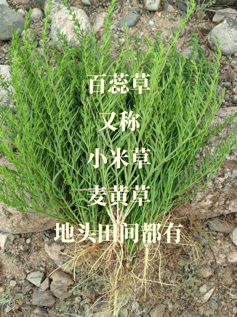 百蕊草的功效与作用？百蕊草的功效与作用本草冈目？-第6张图片-优品飞百科