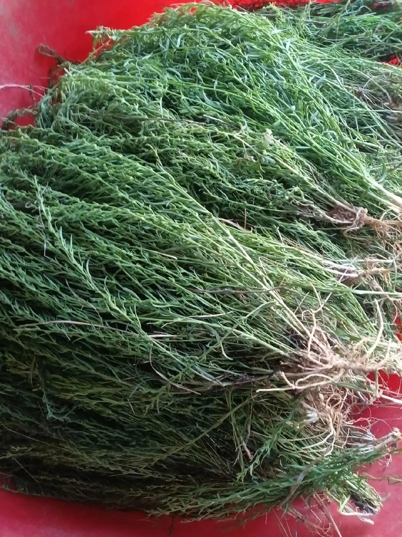 百蕊草的功效与作用？百蕊草的功效与作用本草冈目？-第7张图片-优品飞百科