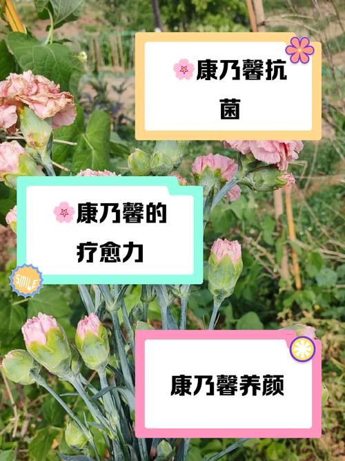 康乃馨可以吃吗，康乃馨花朵能吃吗？-第4张图片-优品飞百科