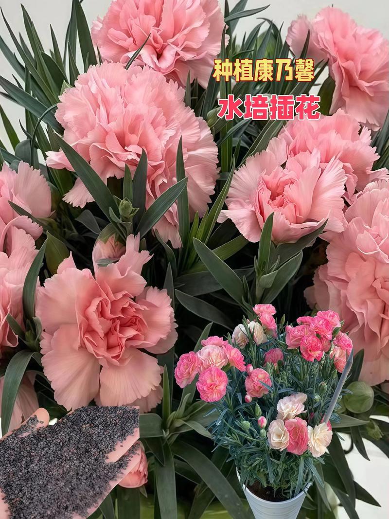 康乃馨可以吃吗，康乃馨花朵能吃吗？-第5张图片-优品飞百科