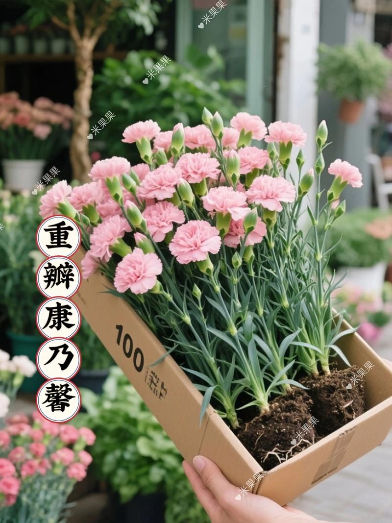 康乃馨可以吃吗，康乃馨花朵能吃吗？-第6张图片-优品飞百科