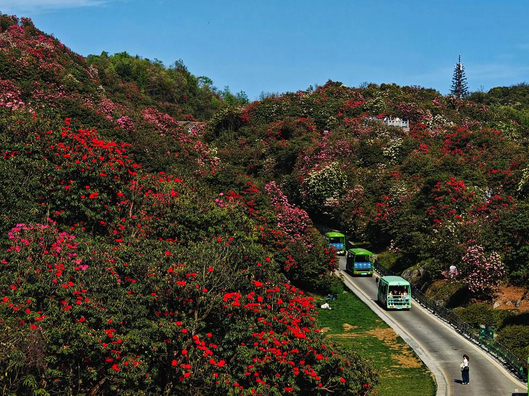 毕节七星关区天气预报？毕节七星关区天气预报15天查询百度？-第1张图片-优品飞百科