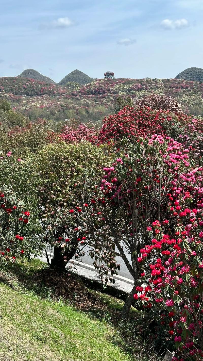 毕节七星关区天气预报？毕节七星关区天气预报15天查询百度？-第3张图片-优品飞百科