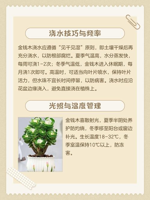 金钱木有什么寓意，金钱木的寓意和花语？-第1张图片-优品飞百科