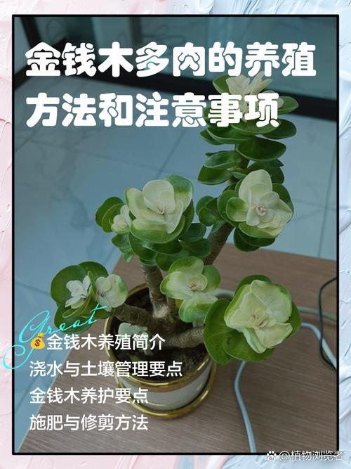 金钱木有什么寓意，金钱木的寓意和花语？-第2张图片-优品飞百科