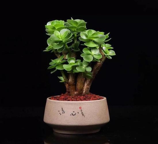 金钱木有什么寓意，金钱木的寓意和花语？-第3张图片-优品飞百科