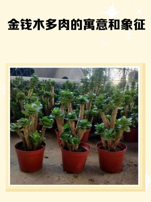 金钱木有什么寓意，金钱木的寓意和花语？-第4张图片-优品飞百科