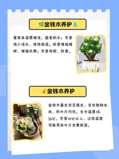 金钱木有什么寓意，金钱木的寓意和花语？-第6张图片-优品飞百科