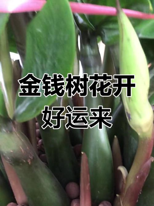 金钱木有什么寓意，金钱木的寓意和花语？-第7张图片-优品飞百科