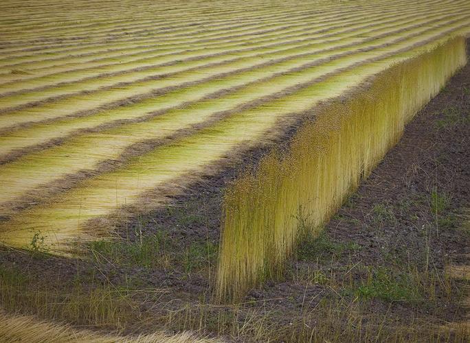亚麻的主要价值，亚麻的主要性能及用途-第3张图片-优品飞百科