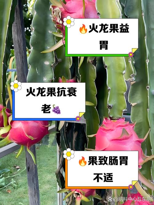 晚上吃火龙果好吗，晚上可以吃火龙果吗，晚上可以吃火龙果吗?会不会发胖-第7张图片-优品飞百科