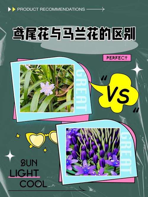 马约兰的花语和传说，马约尔花园的蓝是什么蓝色-第1张图片-优品飞百科