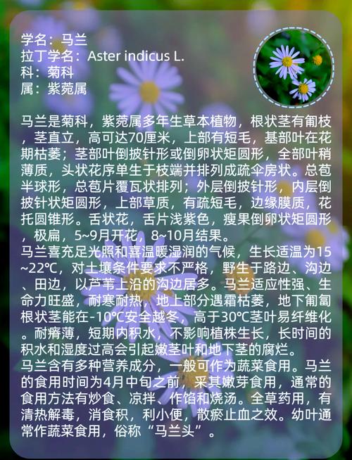 马约兰的花语和传说，马约尔花园的蓝是什么蓝色-第2张图片-优品飞百科