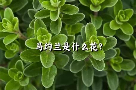 马约兰的花语和传说，马约尔花园的蓝是什么蓝色-第6张图片-优品飞百科