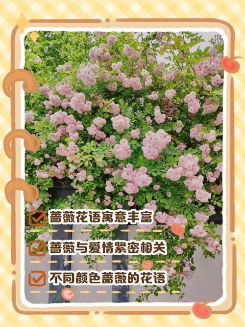 蔷薇的花语和寓意，适合送给什么人，蔷薇花语及象征意义-第1张图片-优品飞百科