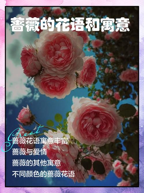 蔷薇的花语和寓意，适合送给什么人，蔷薇花语及象征意义-第2张图片-优品飞百科