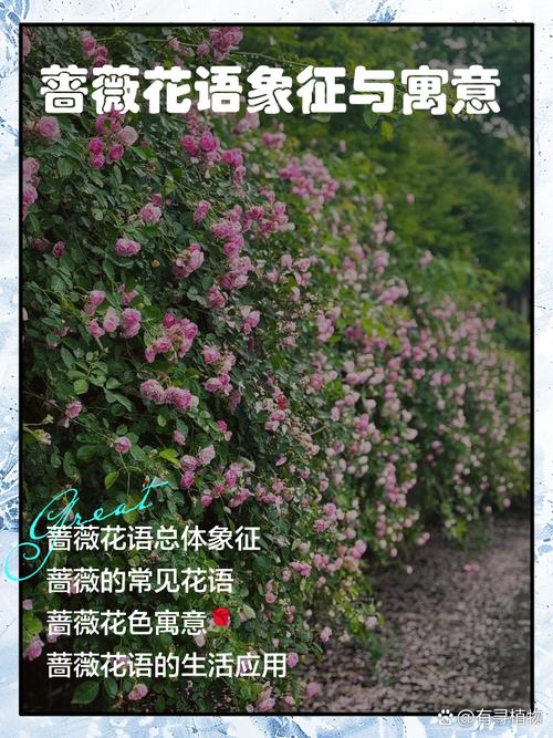 蔷薇的花语和寓意，适合送给什么人，蔷薇花语及象征意义-第3张图片-优品飞百科