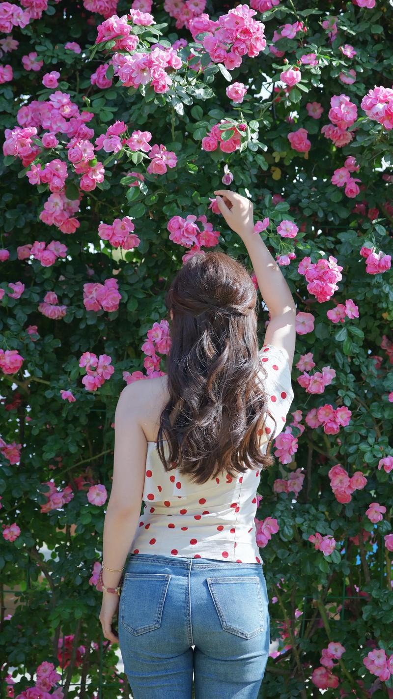 蔷薇的花语和寓意，适合送给什么人，蔷薇花语及象征意义-第4张图片-优品飞百科