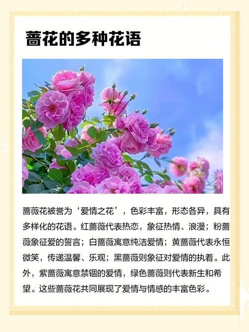 蔷薇的花语和寓意，适合送给什么人，蔷薇花语及象征意义-第5张图片-优品飞百科