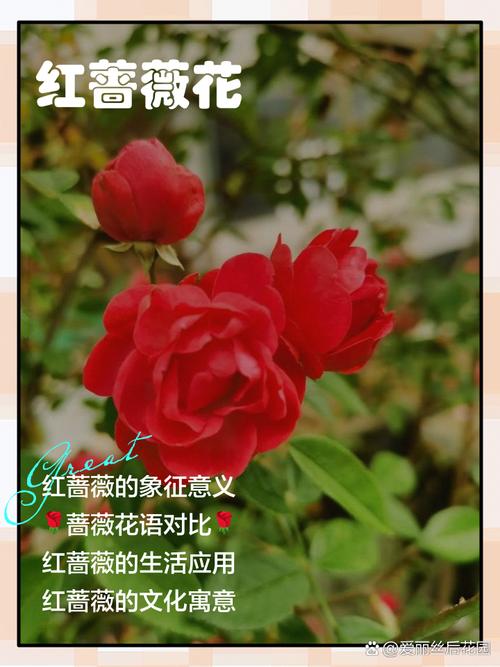 蔷薇的花语和寓意，适合送给什么人，蔷薇花语及象征意义-第6张图片-优品飞百科