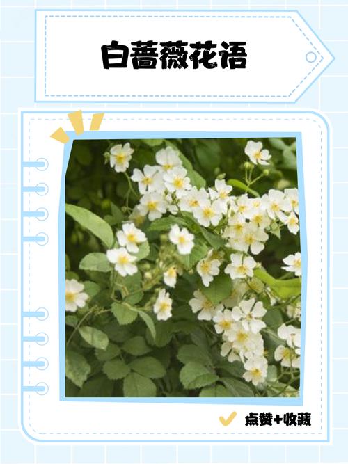 蔷薇的花语和寓意，适合送给什么人，蔷薇花语及象征意义-第7张图片-优品飞百科