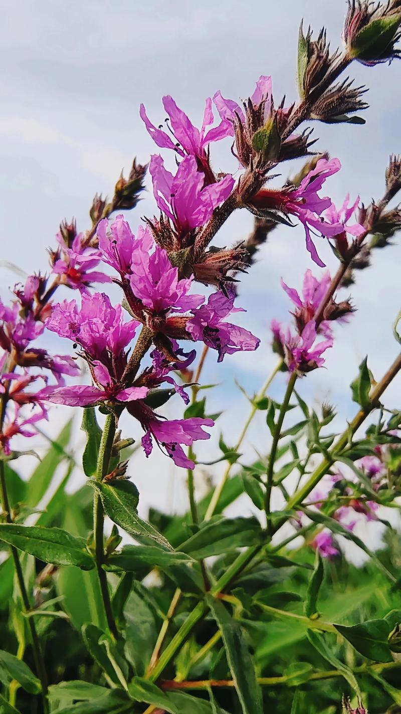 千屈菜的功效和作用？千屈菜的功效和作用是什么？-第1张图片-优品飞百科