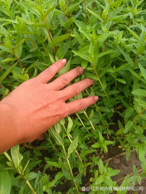 千屈菜的功效和作用？千屈菜的功效和作用是什么？-第2张图片-优品飞百科