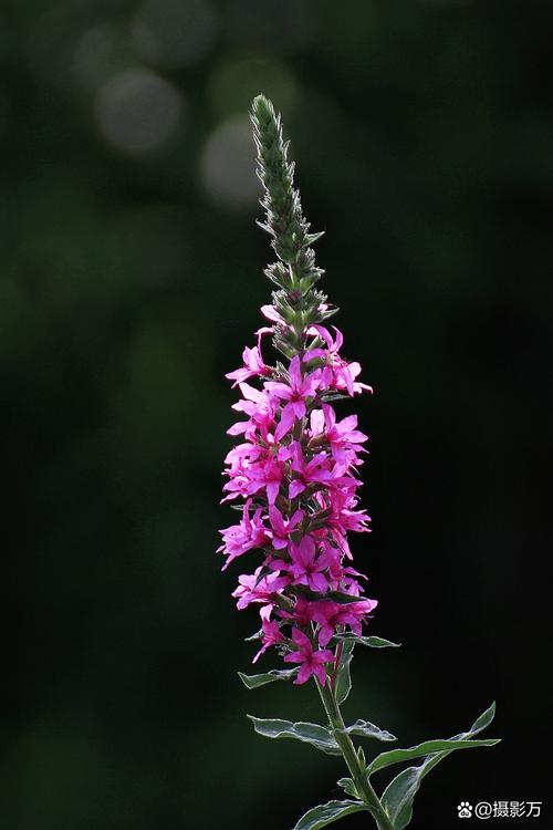 千屈菜的功效和作用？千屈菜的功效和作用是什么？-第4张图片-优品飞百科