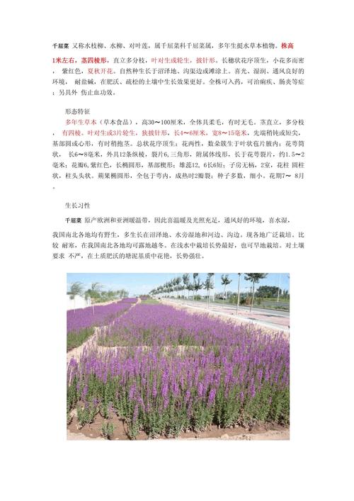 千屈菜的功效和作用？千屈菜的功效和作用是什么？-第5张图片-优品飞百科