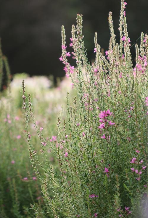 千屈菜的功效和作用？千屈菜的功效和作用是什么？-第7张图片-优品飞百科