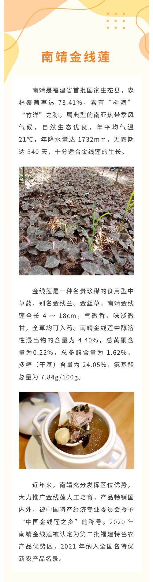 金线莲的功效与作用，金线莲图片，金线莲图片及功效与用法-第1张图片-优品飞百科