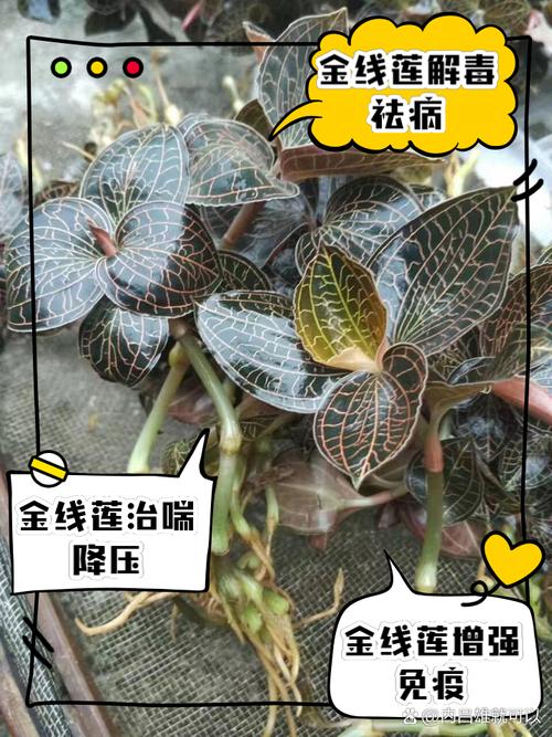 金线莲的功效与作用，金线莲图片，金线莲图片及功效与用法-第2张图片-优品飞百科