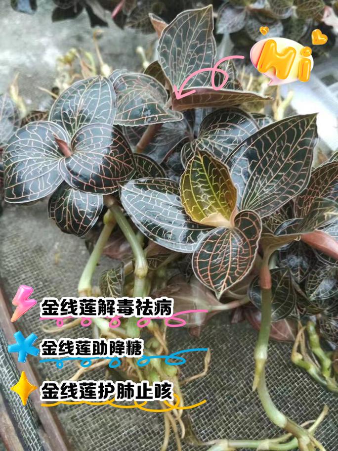 金线莲的功效与作用，金线莲图片，金线莲图片及功效与用法-第5张图片-优品飞百科