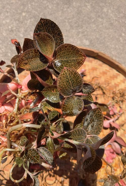 金线莲的功效与作用，金线莲图片，金线莲图片及功效与用法-第8张图片-优品飞百科