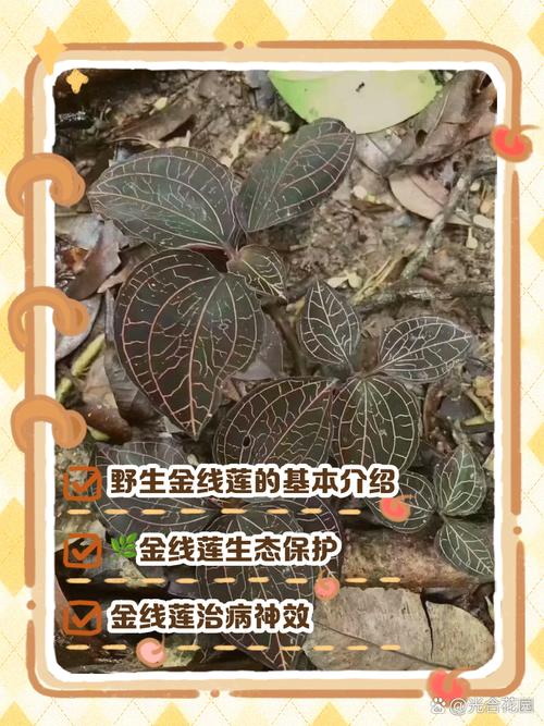 金线莲的功效与作用，金线莲图片，金线莲图片及功效与用法-第7张图片-优品飞百科