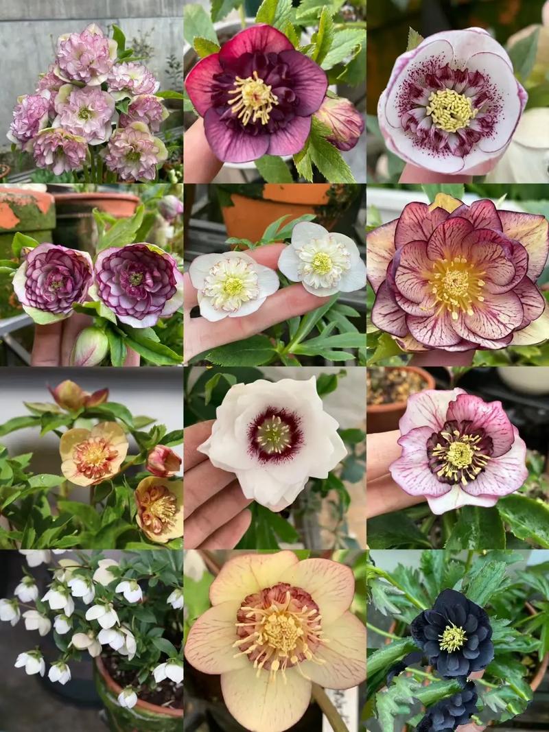 嚏根草有毒吗，能不能家养，臭嚏根草-第1张图片-优品飞百科