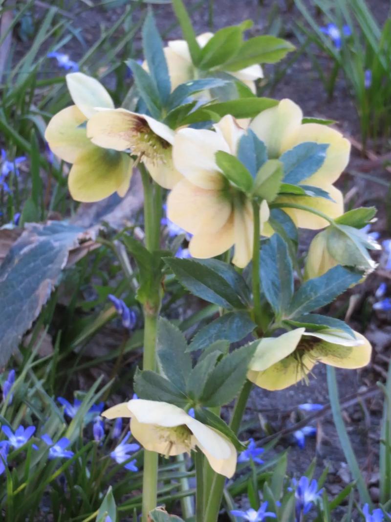 嚏根草有毒吗，能不能家养，臭嚏根草-第3张图片-优品飞百科