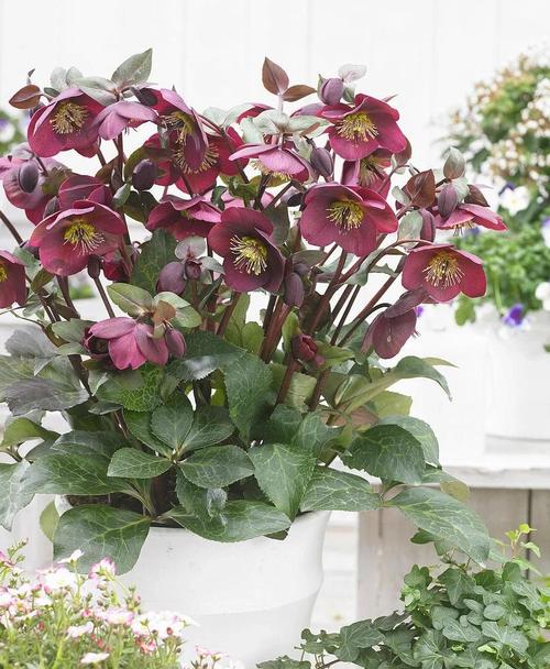 嚏根草有毒吗，能不能家养，臭嚏根草-第4张图片-优品飞百科