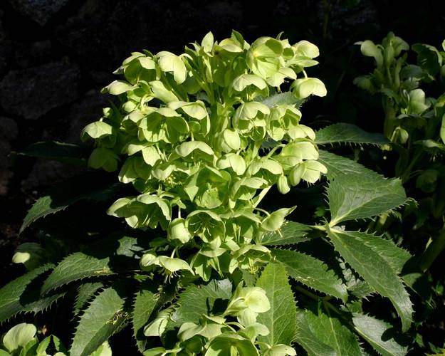 嚏根草有毒吗，能不能家养，臭嚏根草-第5张图片-优品飞百科