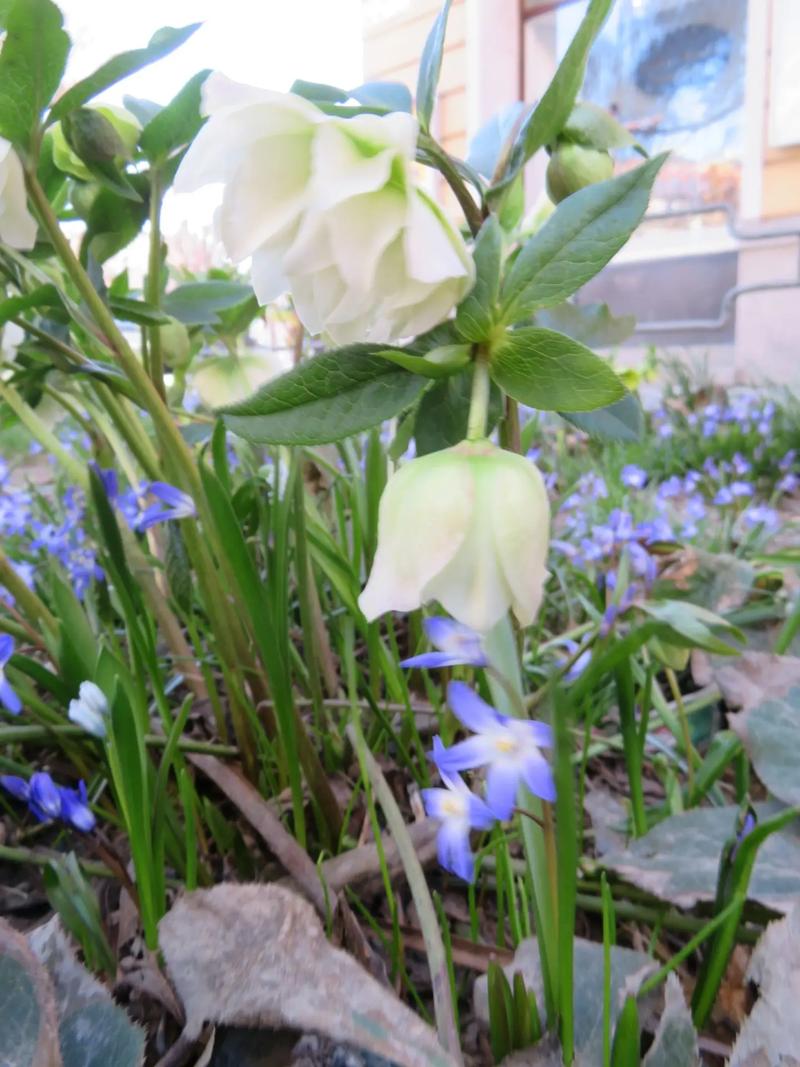 嚏根草有毒吗，能不能家养，臭嚏根草-第6张图片-优品飞百科