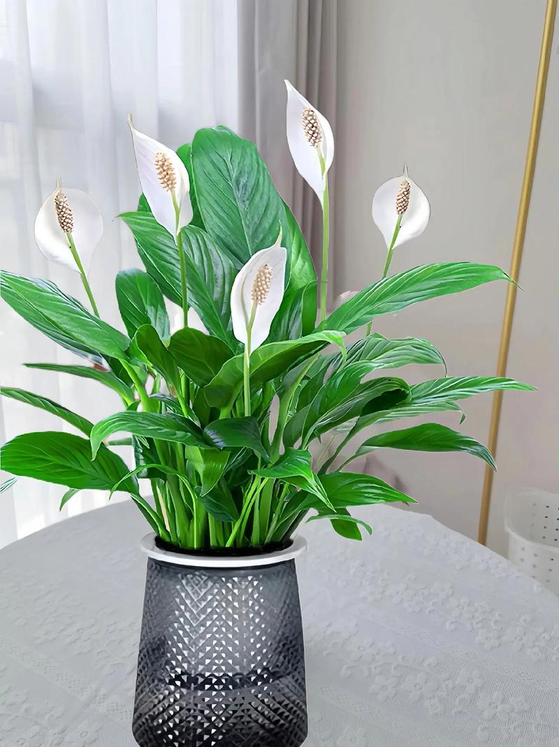 一帆风顺适合家里养吗？一帆风顺家里能养吗？