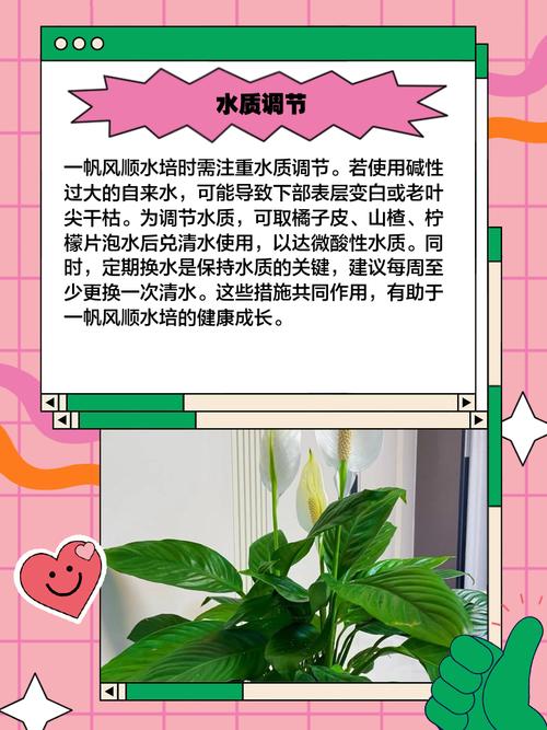 一帆风顺适合家里养吗？一帆风顺家里能养吗？-第2张图片-优品飞百科