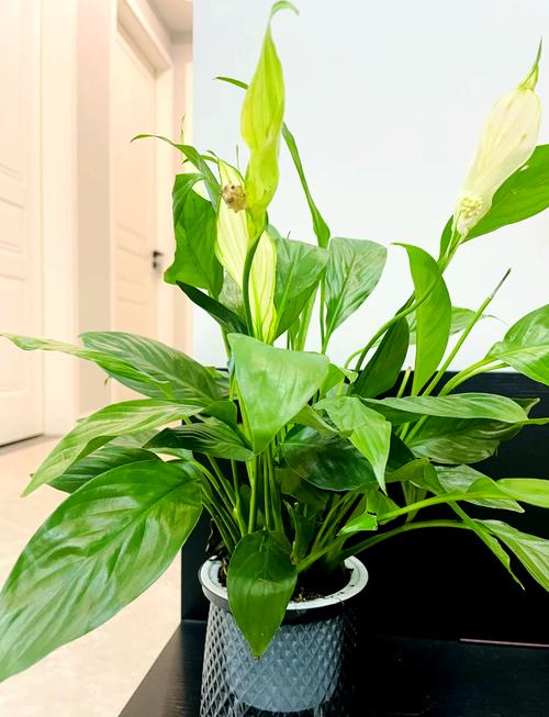 一帆风顺适合家里养吗？一帆风顺家里能养吗？-第3张图片-优品飞百科