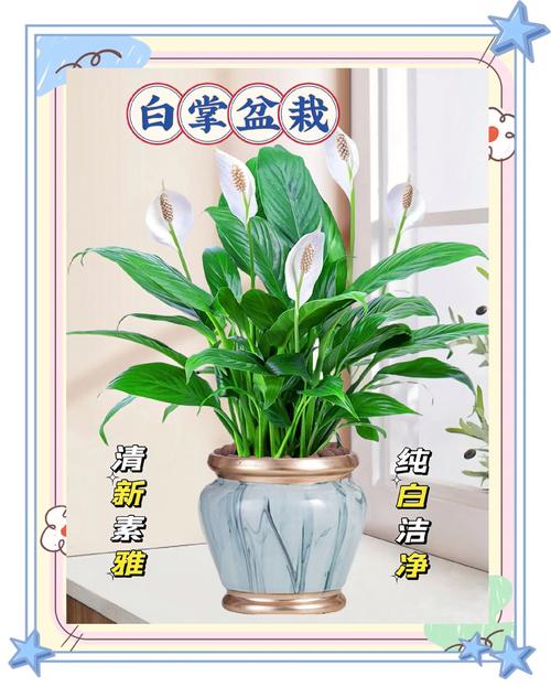 一帆风顺适合家里养吗？一帆风顺家里能养吗？-第4张图片-优品飞百科