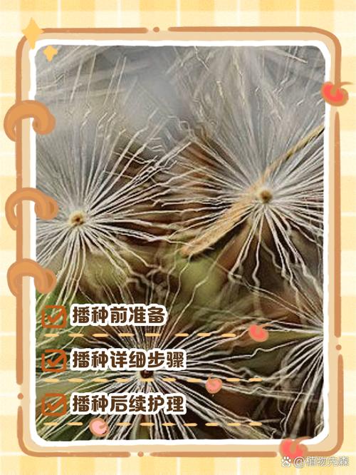 蒲公英种子的传播方式，蒲公英种子的传播途径？